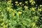 Closeup of Wild turnip (Barbarea vulgaris) flowers in spring