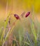 closeup wild violet tulip flowers in grass