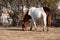 A closeup of a wild white and brown mare eating grass at Assateague Island