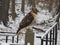 Closeup of Wild White Tailed Hawk on a Post