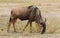 Closeup of Wildebeest