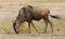 Closeup of Wildebeest browsing