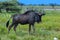 Closeup of wildebeest in open savanna in Africa