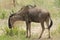 Closeup of Wildebeest in Tanzania