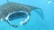 Closeup wildlife 4k shot of moving manta ray underwater in blue ocean, camera moving by the side of big marine animal