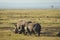 Closeup wildlife/animal portrait of two white rhinos