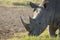 Closeup wildlife/animal portrait of a white rhino