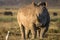 Closeup wildlife/animal portrait of a white rhino