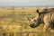 Closeup wildlife/animal portrait of a white rhino in Lake naivasha during kenya safari in Africa.