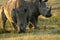 Closeup wildlife/animal portrait of white rhinos in Lake naivasha during kenya safari in Africa.