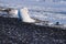 Closeup wildlife white polar fox winter in the Arctic Svalbard