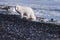 Closeup wildlife white polar fox winter in the Arctic Svalbard