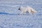 Closeup wildlife white polar fox winter in the Arctic Svalbard