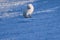 Closeup wildlife white polar fox winter in the Arctic Svalbard