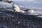 Closeup wildlife white polar fox winter in the Arctic Svalbard