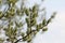 Closeup of a willow tree branch