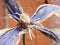 Closeup of a wilting blue clematis flower against a red brick wall at a garden