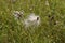 Closeup of the wind carrying ripe burdock seeds in a field during daylight