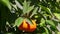 Closeup Wind Shake Large Single Mandarin in Green Leaves