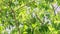 Closeup wind shakes big branch with annona reticulata fruit