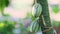 Closeup wind shakes two green ripe cacao fruits on branch with green leaves