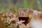 closeup wine glass stay among dry leaves in a forest