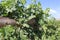 Closeup of wine grape grapevine around a wood trellis in a vineyard