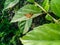 Closeup of wings and eyes of butterfly, insect sitting in the branch of green plant growing in the garden, nature photography