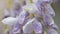 Closeup of wisteria plant flowers with droplets of water - stock photo