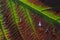 Closeup Of A Witch hobble Leaf In Autumn