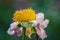 Closeup of withered white and pink peony flower