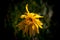 Closeup of a withered yellow mountain arnica in a garden