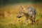 Closeup wolf looking left in yellow grass