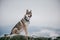 Closeup of the wolfdog sitting on a big rock during the winter season