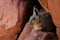 Closeup of a Wolffsohn's viscacha (Lagidium wolffsohni) on rocks