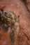 Closeup of a Wolffsohn's viscacha (Lagidium wolffsohni) on rocks