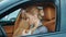 Closeup woman driver buckling seat belt at car. Woman sitting at front seat