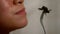 Closeup of woman eating spider for dinner in asian restaurant at Cambodia