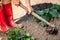 Closeup woman gardener digging soil