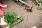 Closeup woman gardener digging soil