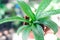 Closeup woman hand holding green drimiopsis botryoides baker with nature background, selective focus