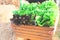 Closeup of woman hands holding a large wooden crate full of raw freshly harvested vegetables