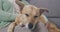 Closeup of a woman petting a cute dog while it sleeps on her lap. Canine resting on the leg of a female pet owner while