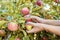 Closeup of a woman picking apples from a tree in a sustainable orchard or farm. Farmer harvesting ripe, fresh and