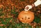 Closeup on woman putting candle in pumpkin Jack Oâ€™Lantern