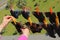 Closeup woman`s hand hanging socks on clothesline with clothespin on the upper floor