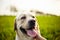 Closeup of a woman`s hand pet the happy dog on the green field on the sunset. Cheerful labrador retriever sits on the grass with