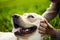 Closeup of a woman`s hand pet the happy dog on the green field on the sunset. Cheerful labrador retriever sits on the grass with