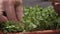 Closeup of woman`s hand pulled from the soil, small green shoots of arugula