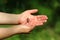 Closeup of woman`s hands and a chafer june bug